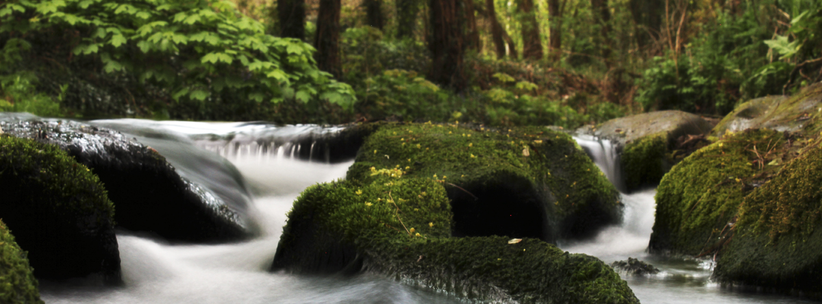 water, rocks, forest